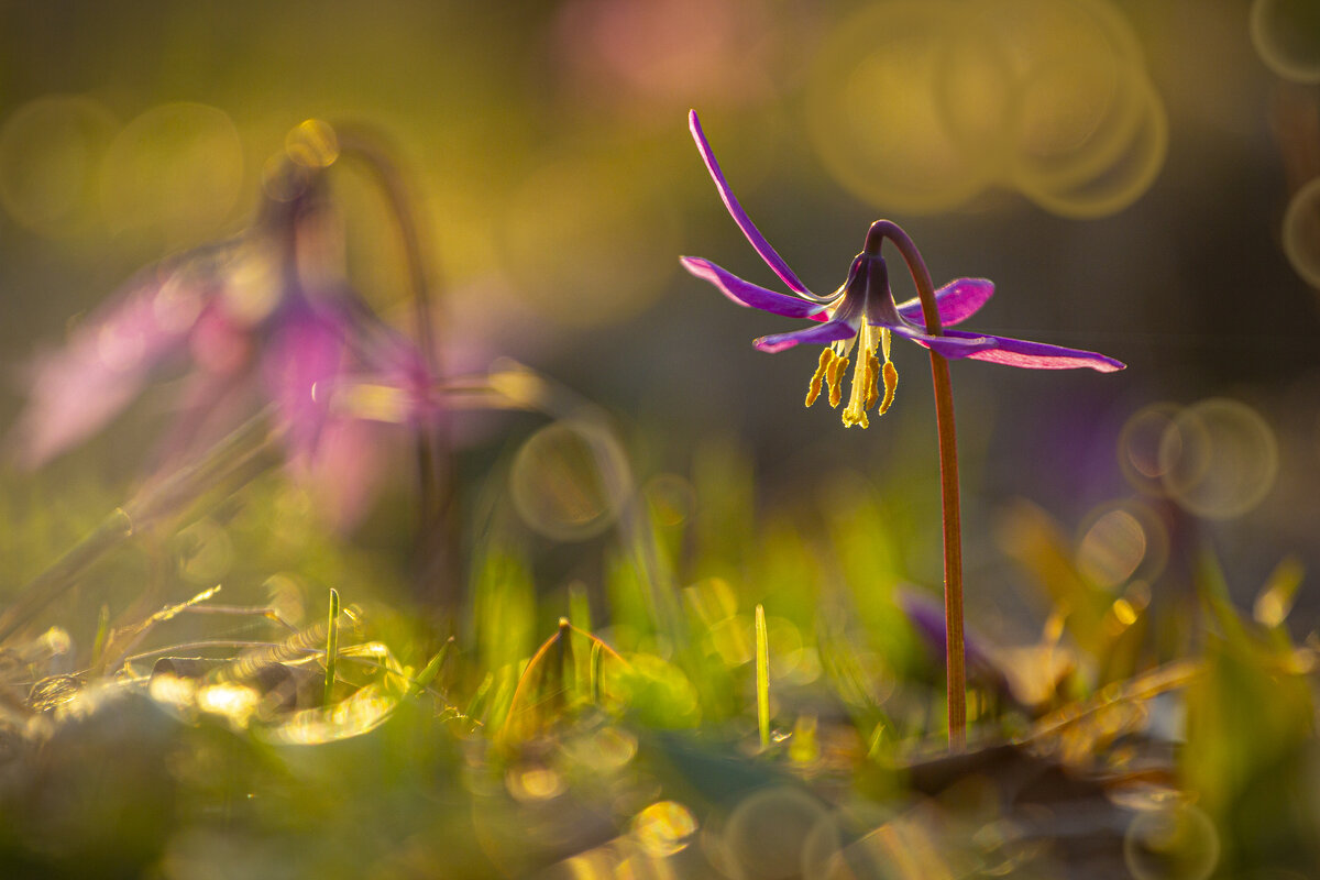 Первоцветы Горного Алтая. - Георгий 