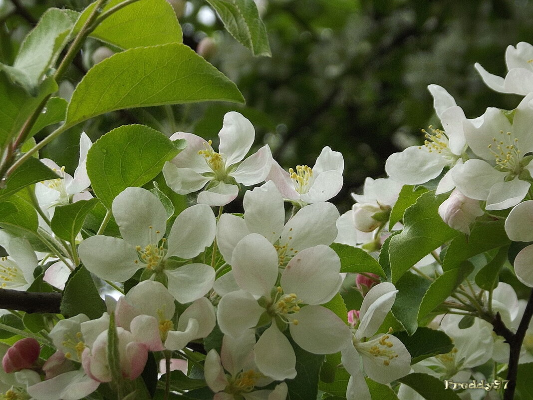 Яблони цветут... - Freddy 97 Яблони цветут... - Freddy 97