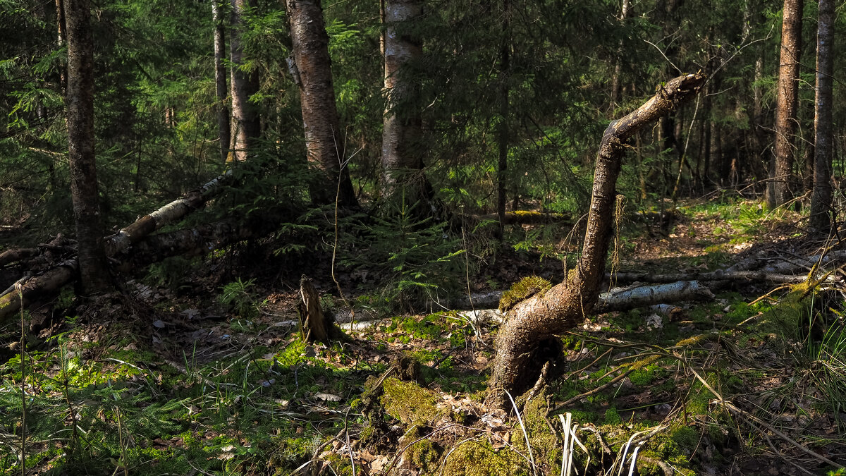 ***** - юрий поляков