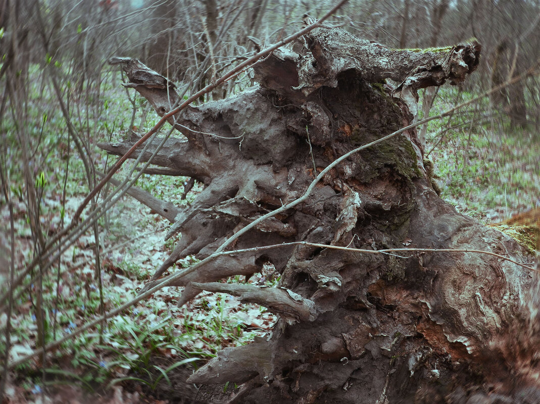 коряга - Лера 