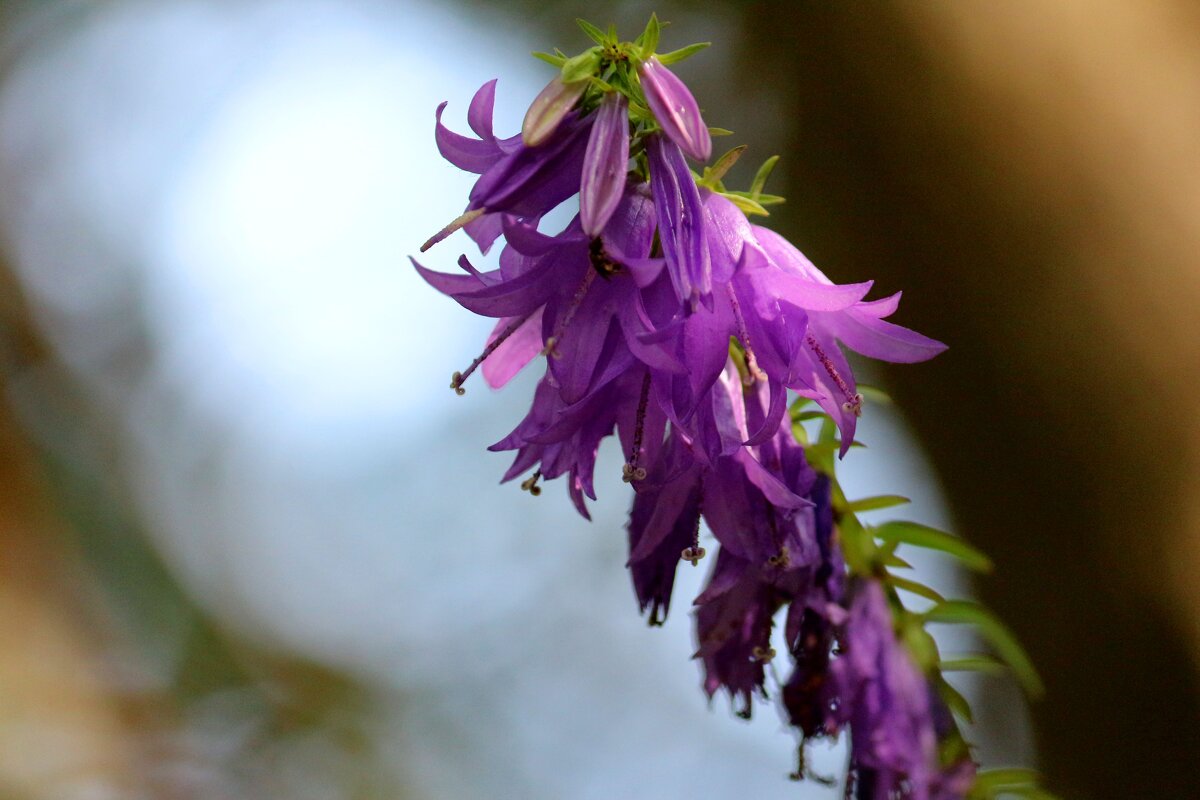 F - Андрей Л. В.