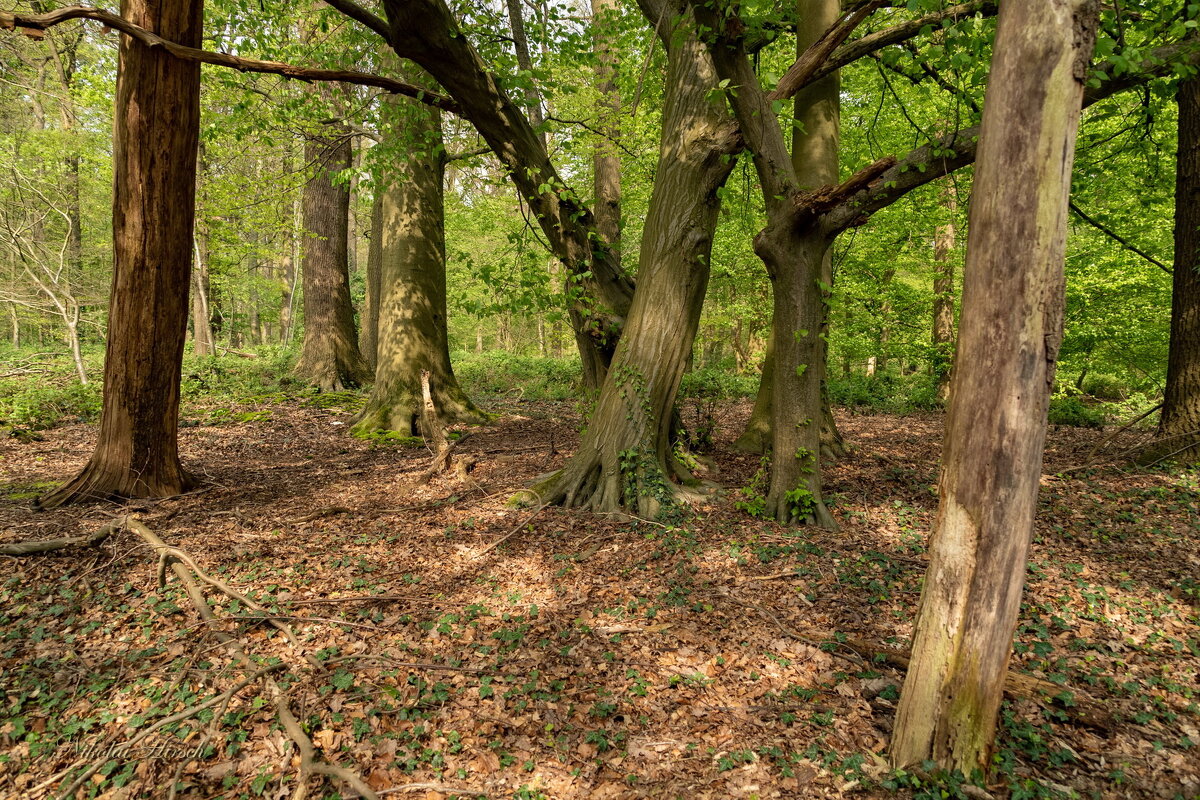 Про деревья... - Николай Гирш