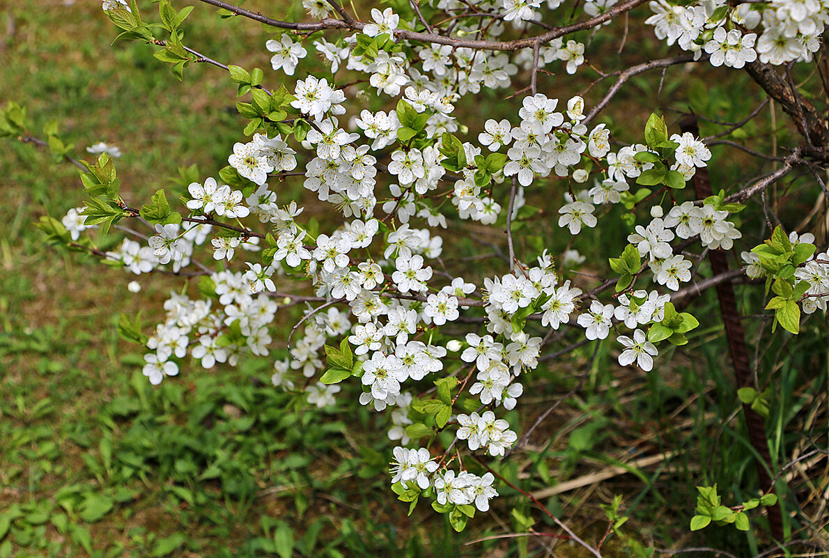 Цветение вишни - Светлана 