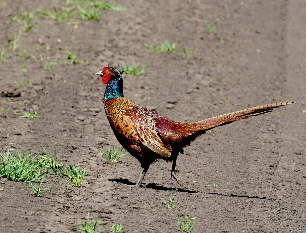 Фазан... - Александр Посошенко