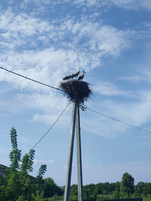 Аисты - Ирэн 