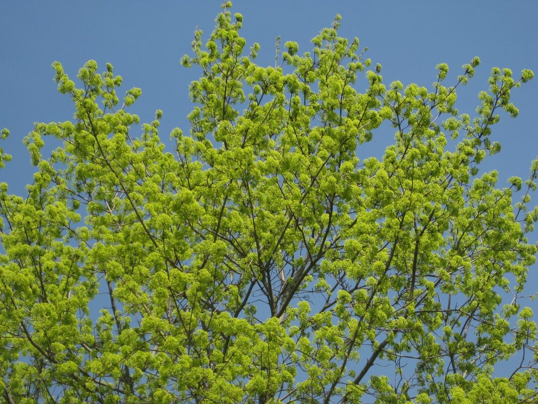 Клён в апреле - Дмитрий Никитин