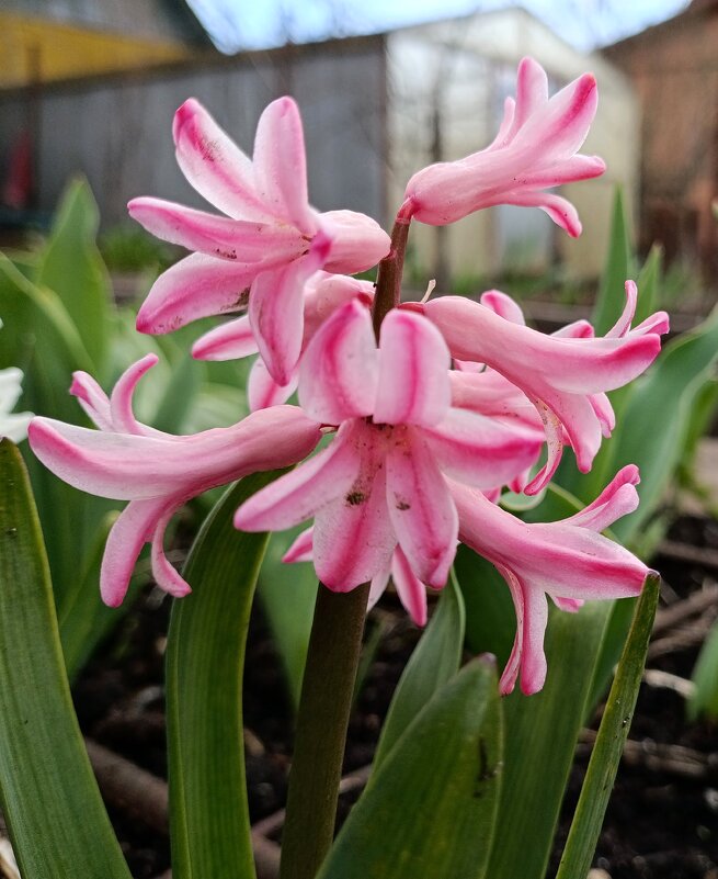 Это апрель. - Ирина *** Это апрель. - Ирина ***