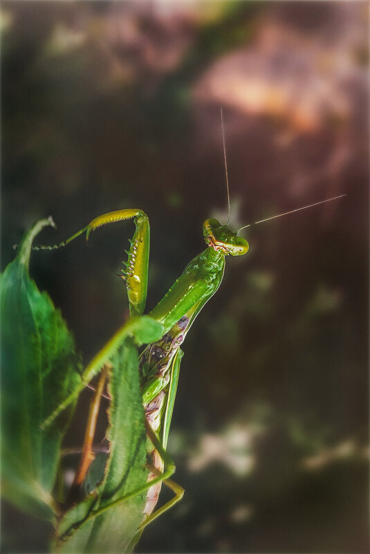 Никто так не удивляется, увидев своего бывшего, как самка богомола.. - AZ east3