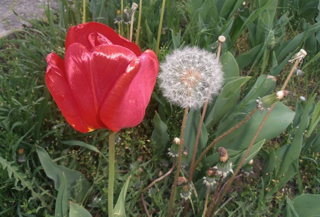 Тюльпан и одуванчик - Наталья 