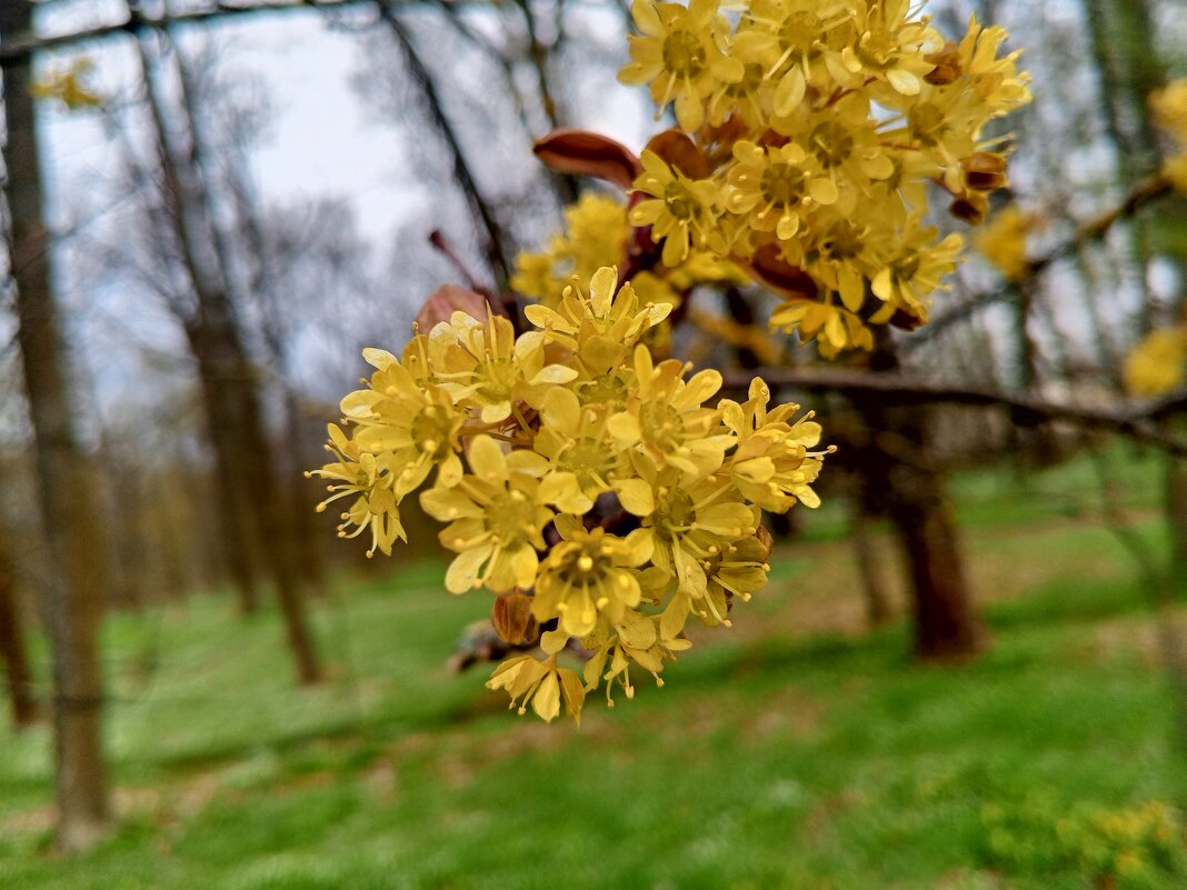 Клён - Сапсан 