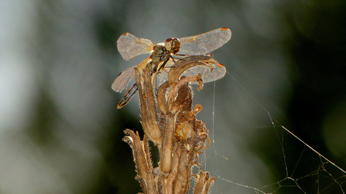 немного про стрекоз 8 - Александр Прокудин