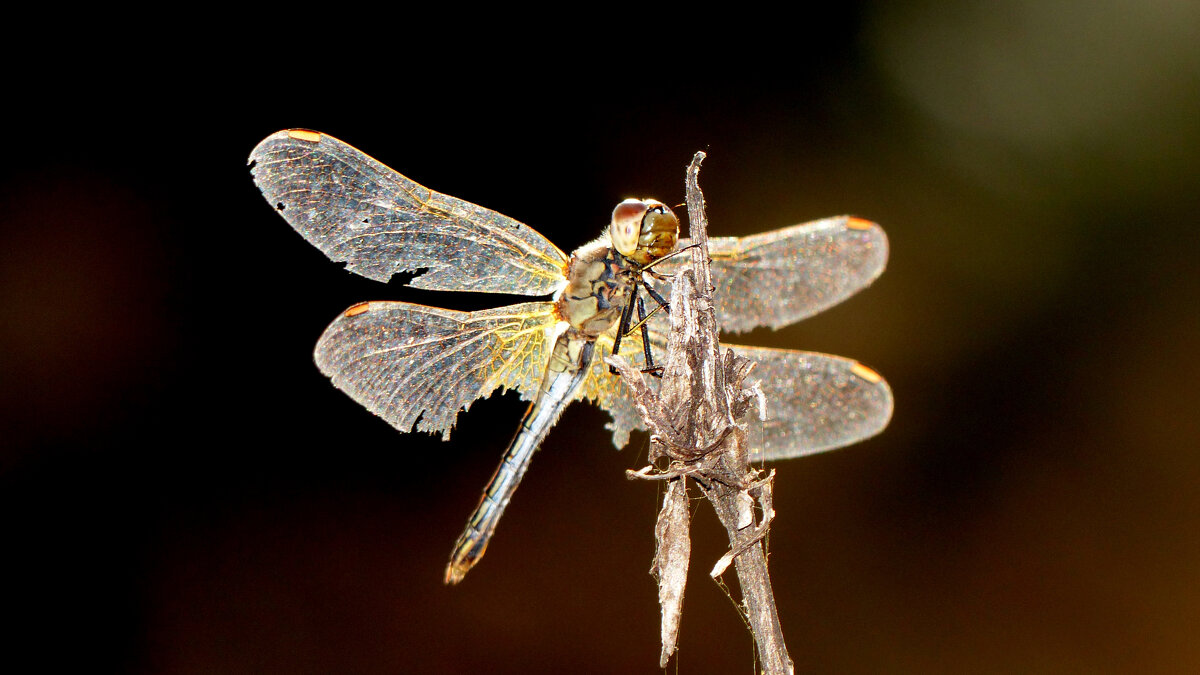 немного про стрекоз 10 - Александр Прокудин