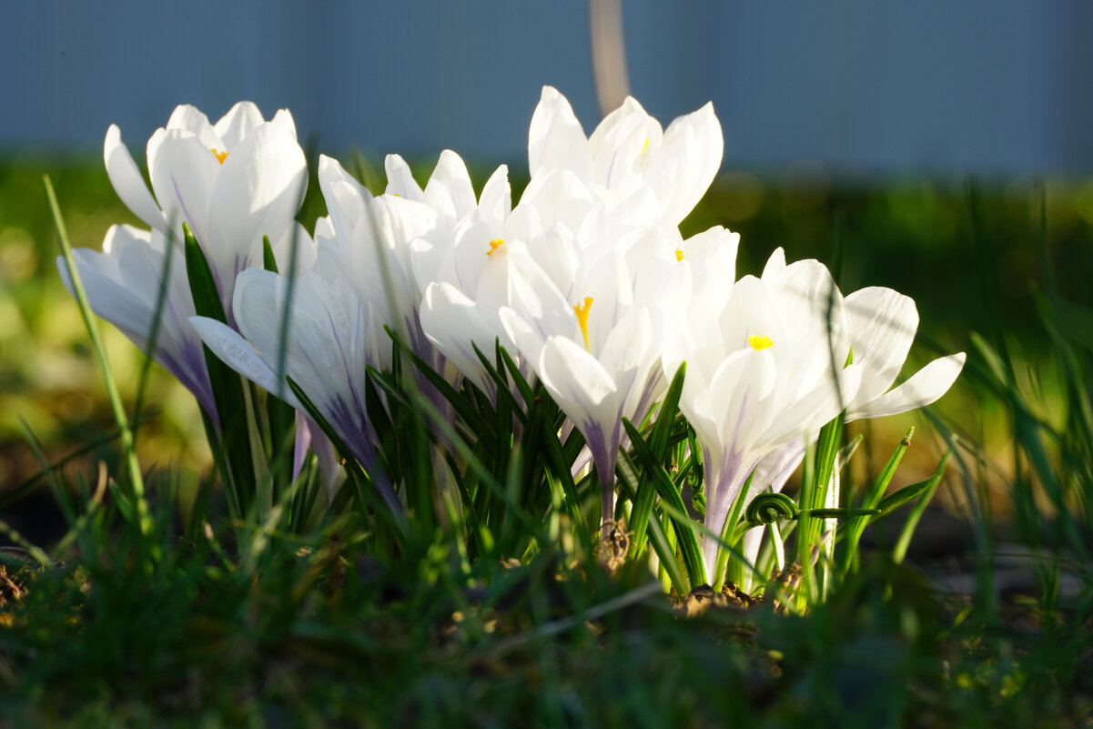 Крокусы - Иван Литвинов