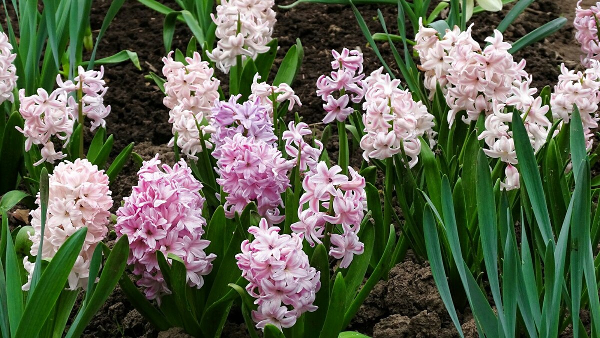 Городские цветы - Милешкин Владимир Алексеевич Городские цветы - Милешкин Владимир Алексеевич