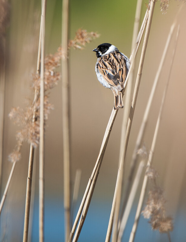 Тростниковая овсянка. - Владимир Безбородов Тростниковая овсянка. - Владимир Безбородов
