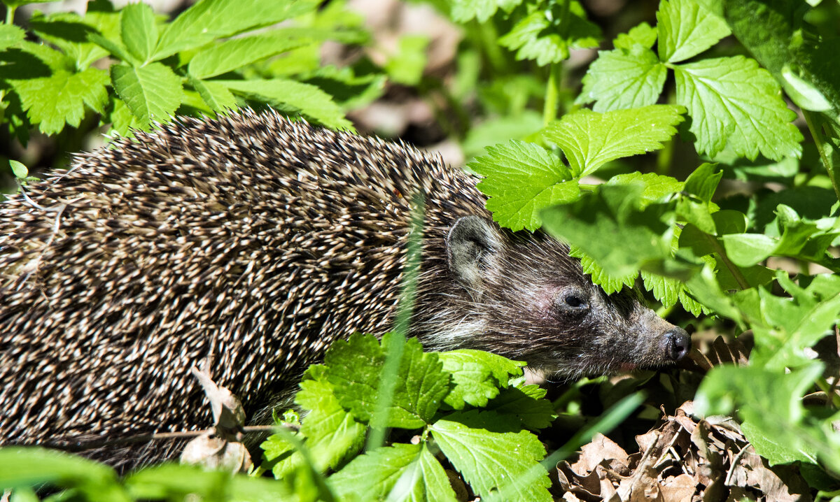 *** - Владимир Безбородов