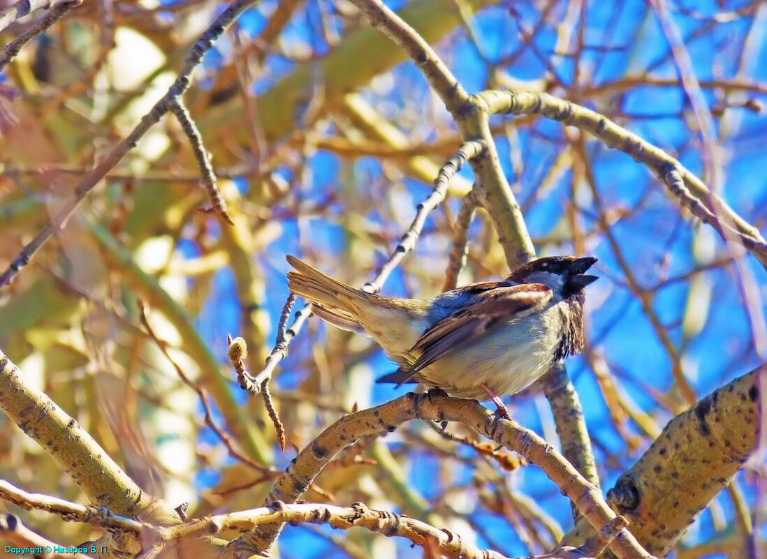 Май...Нефтеюганский чик-чирик! - Владимир 