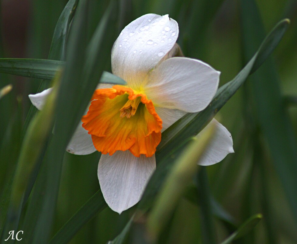 После дождя - Любовь Сахарова