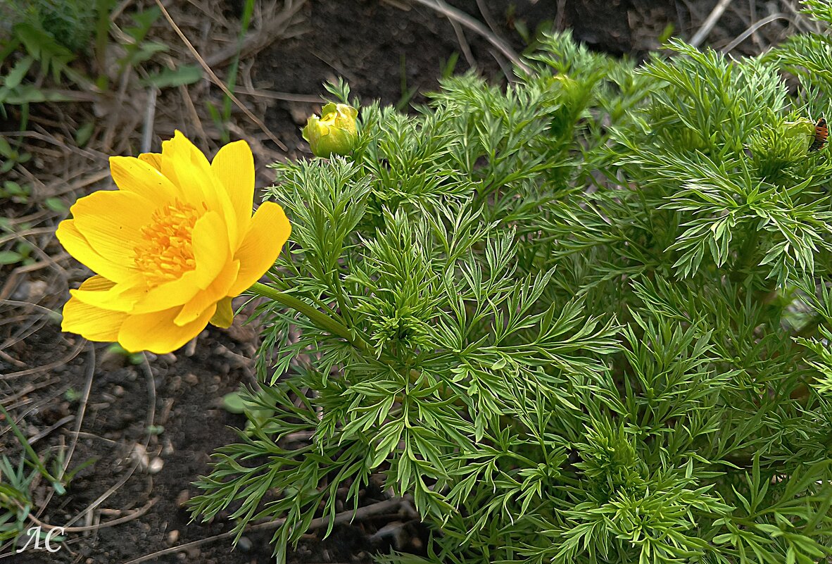 Адонис весенний - Любовь Сахарова