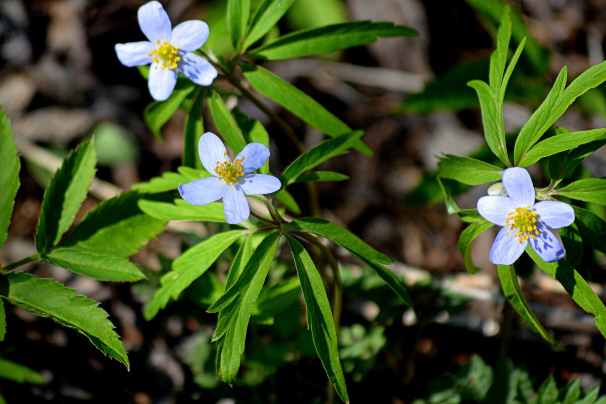 Ветреница голубая - Татьяна Лютаева Ветреница голубая - Татьяна Лютаева