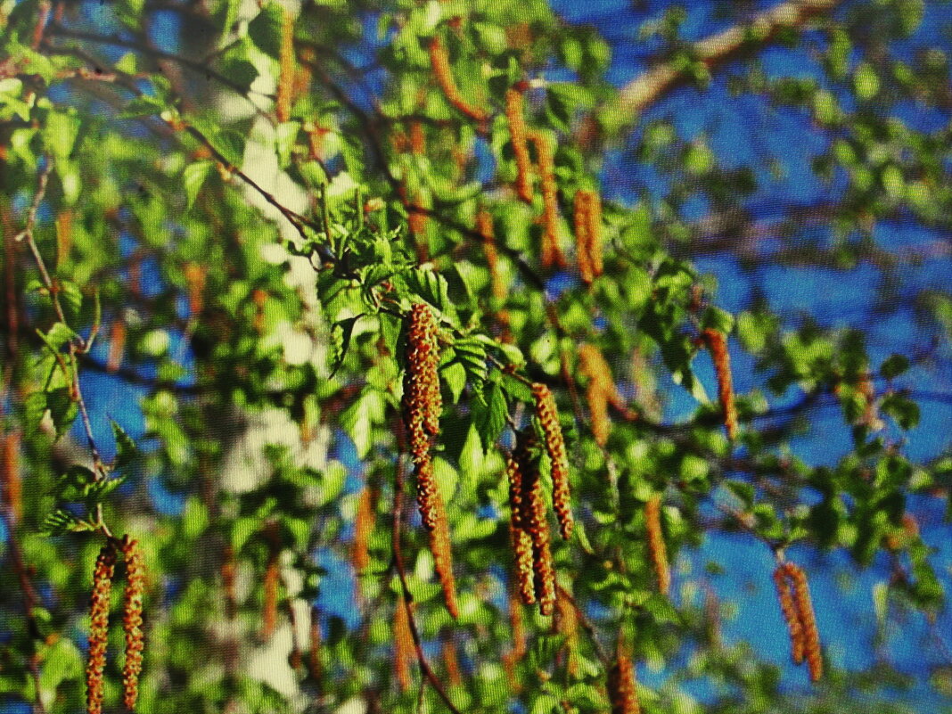 Берёза в апреле - Людмила Смородинская Берёза в апреле - Людмила Смородинская