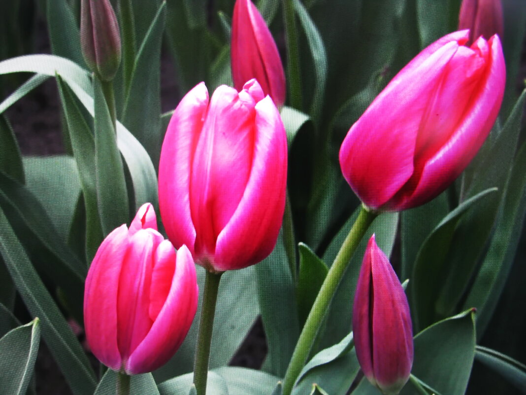 Красавцы - Людмила Смородинская