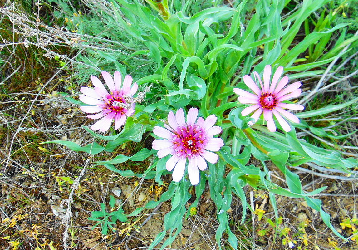 Цветы. - Александр Владимирович Никитенко Цветы. - Александр Владимирович Никитенко