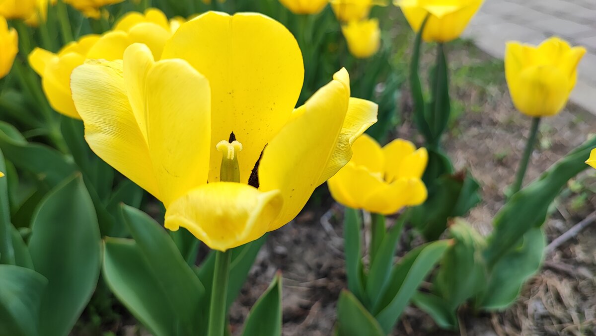 ,,, - Сергей Тимоновский