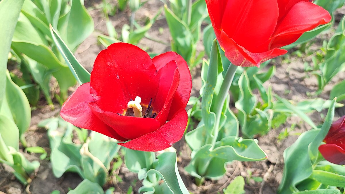 ,,, - Сергей Тимоновский ,,, - Сергей Тимоновский