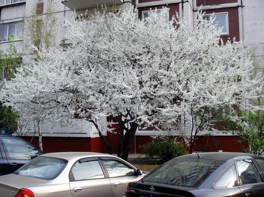 Вишня в цвету – несказанное чудо! - Ольга Довженко
