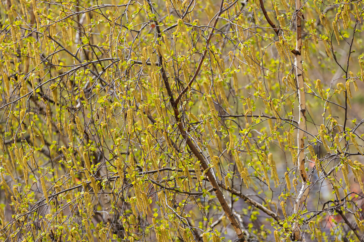 Ветки берёзы в апреле - Александр Синдерёв