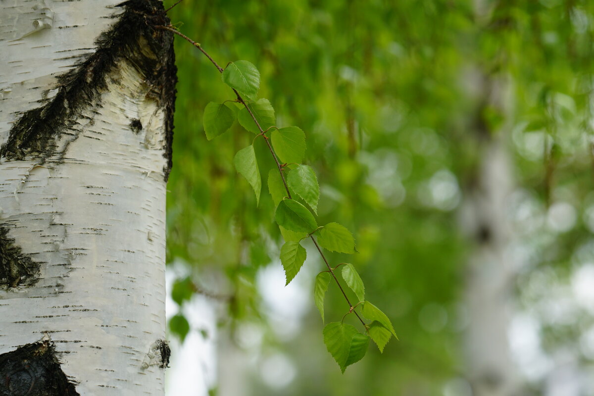 Белая березка - александр 