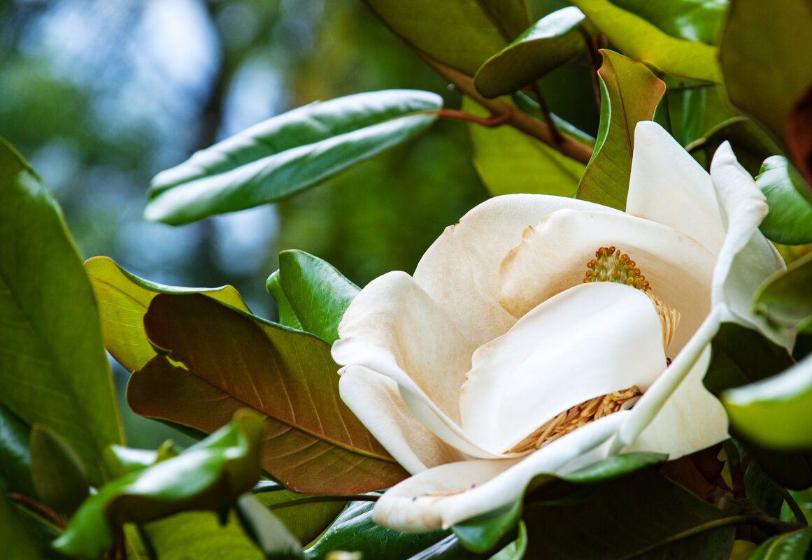 Цветок - Геннадий Фадеев