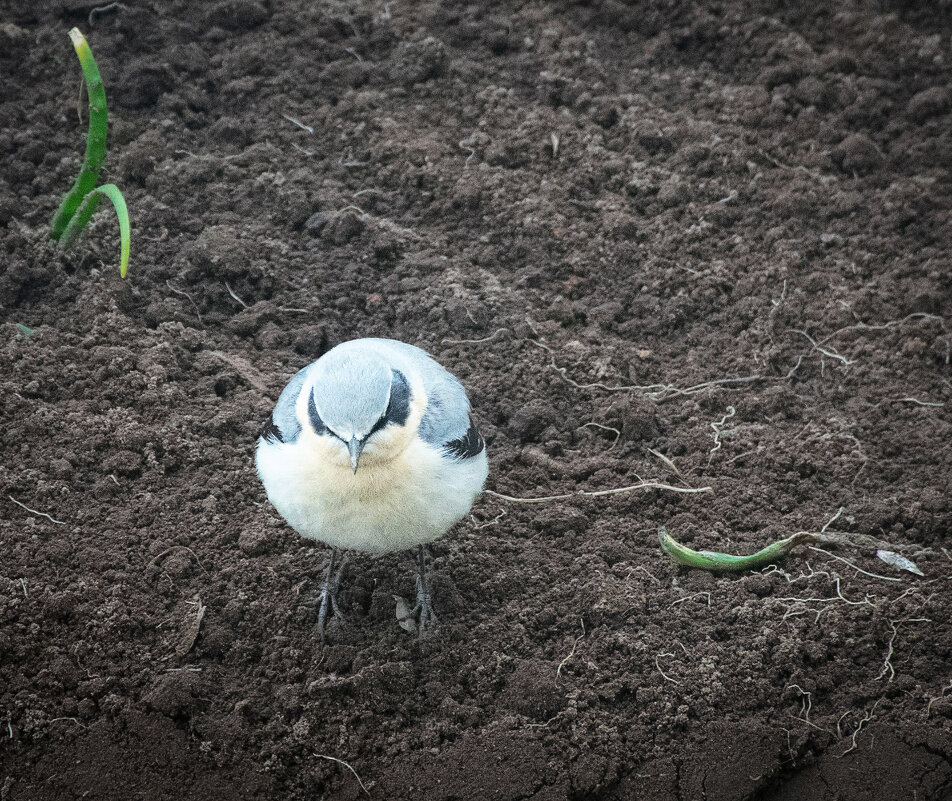 Ром вставай, я всё съела! :) - Роман никандров Ром вставай, я всё съела! :) - Роман никандров
