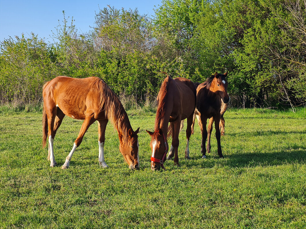 На лугу пасутся ко... - Валерий Ткаченко На лугу пасутся ко... - Валерий Ткаченко
