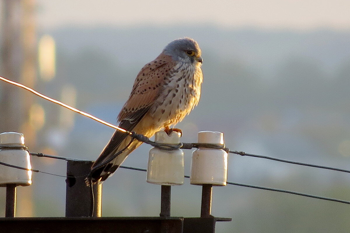 Похолодало - Сеня Белгородский