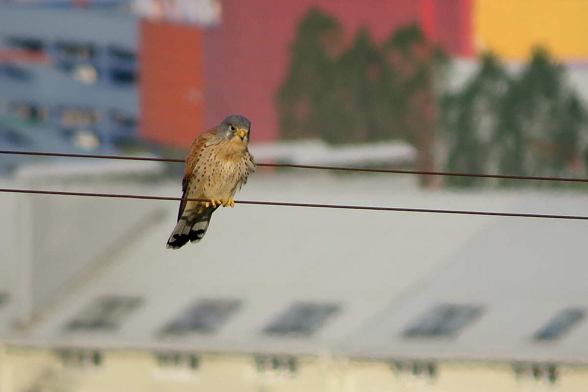 Сокол Пустельга - Сеня Белгородский
