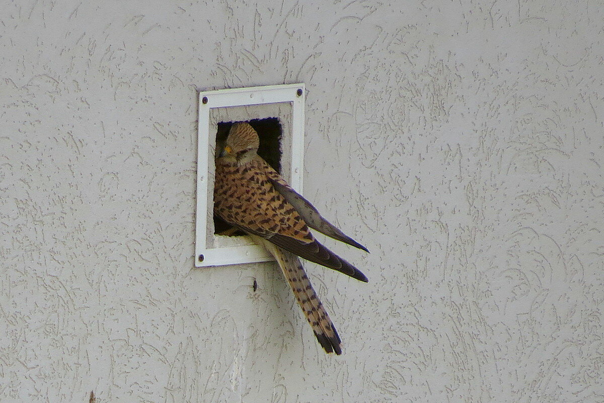Самка у гнезда - Сеня Белгородский