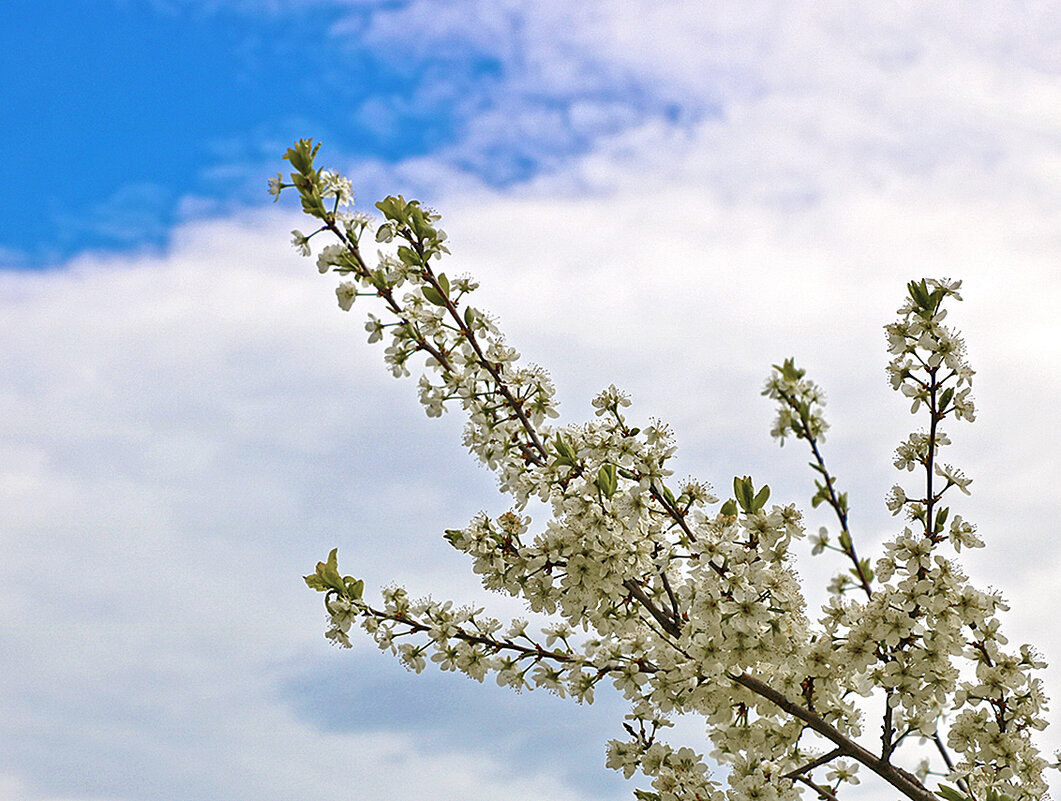 В небесах - Светлана 