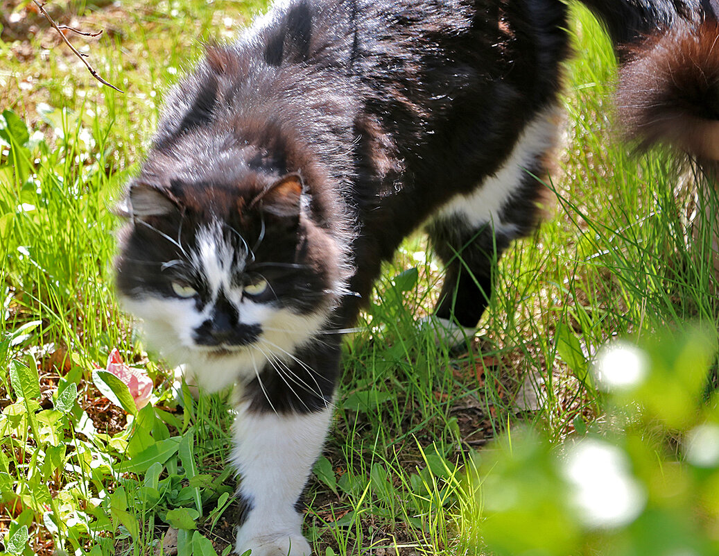 Страшный-страшный зверь... - Светлана 