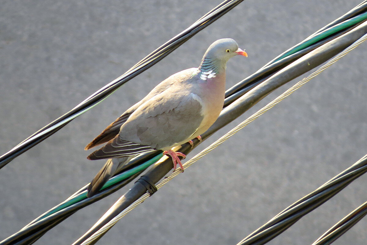 Лесной голубь - Сеня Белгородский