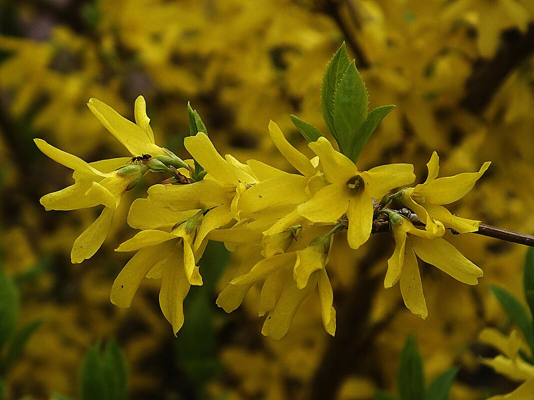 **** - Зоя Мишина **** - Зоя Мишина