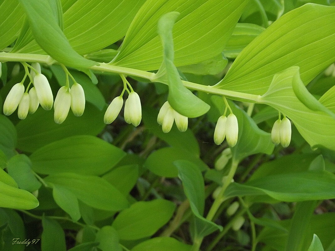 Купена - Freddy 97