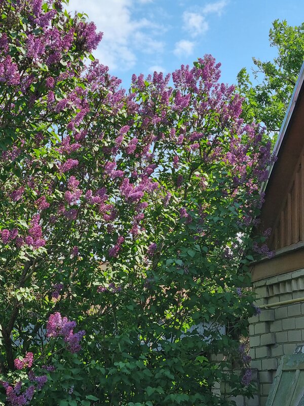 Сирень у дома - Наталья 