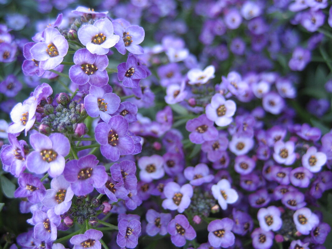 Алиссум - Anna Ivanova