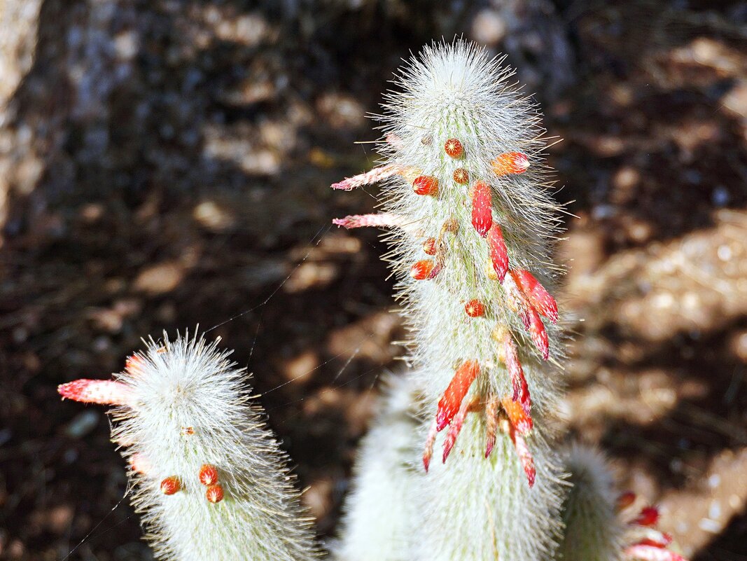 мир кактусов - Александр Корчемный