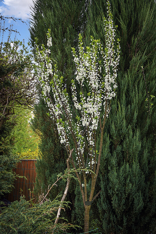 Слива цветёт - Владимир Кроливец Слива цветёт - Владимир Кроливец