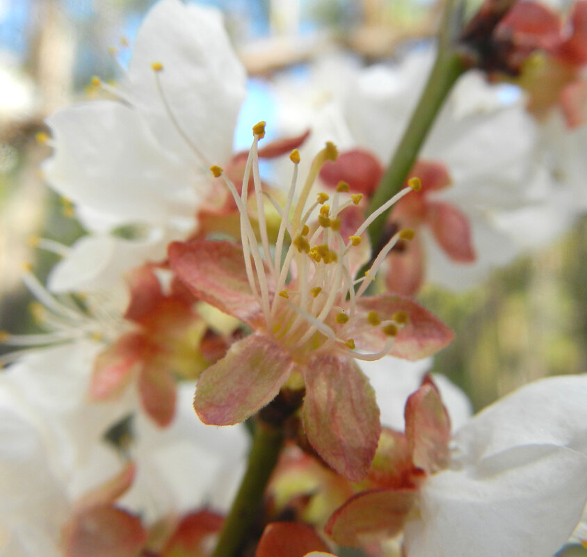 *** - Лера *** - Лера