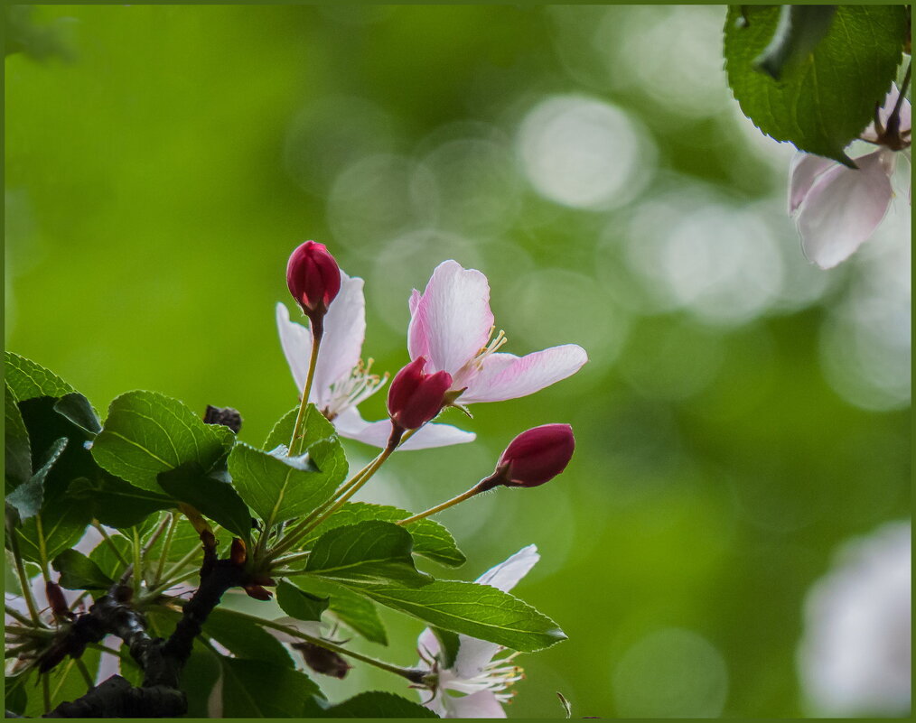 Весеннее цветение - Наталья Rosenwasser