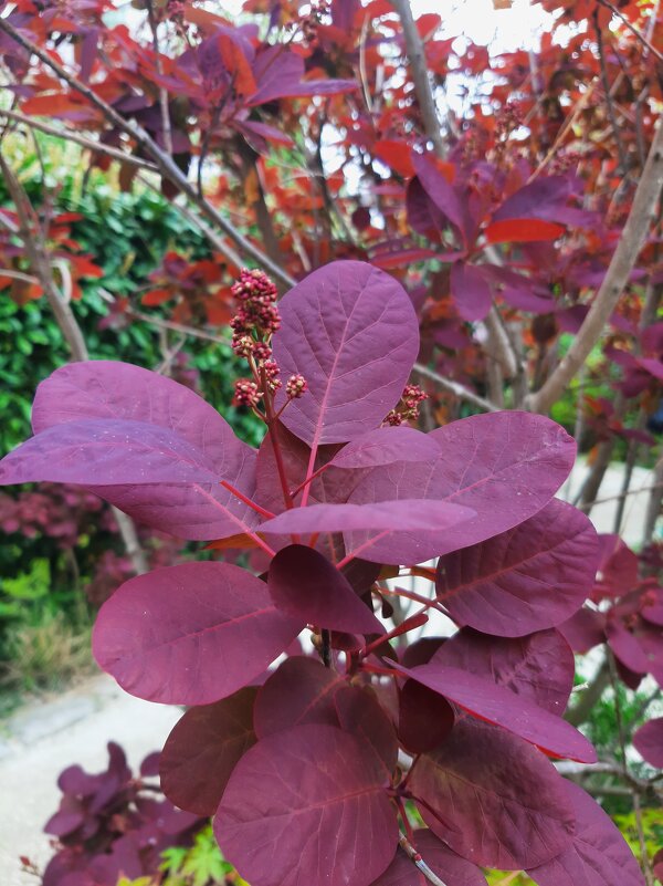 Скумпия - Tata Wolf